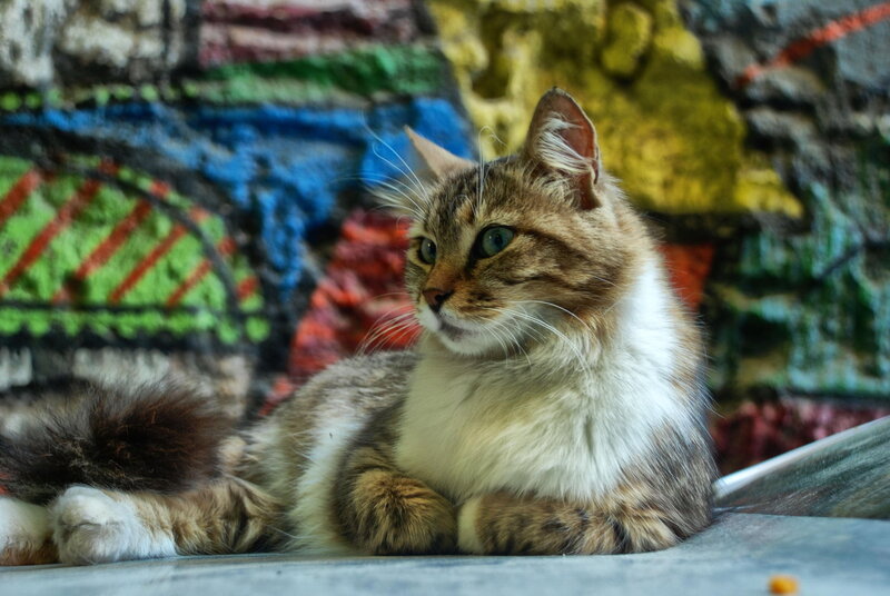 Tabby Cat Lying Down — Brown, Calm, Photograph, Wall, Fur
