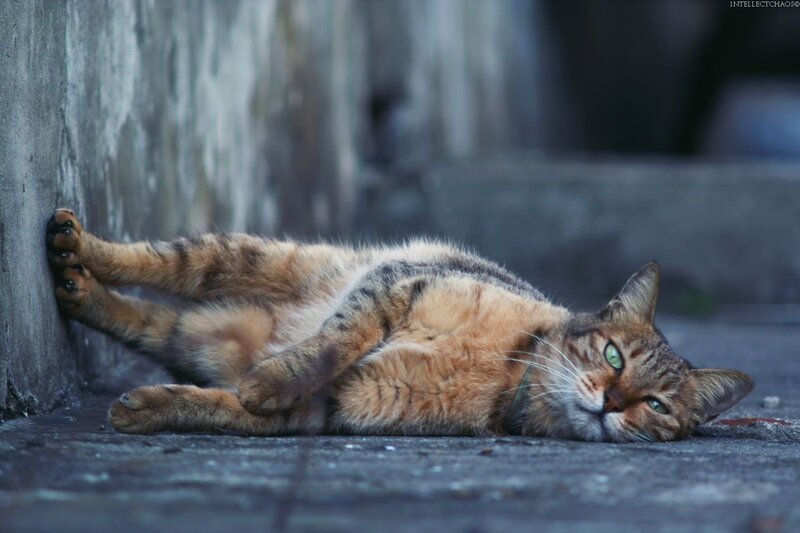 Tabby Cat Lying Down — Brown, Calm, Photograph, Wall, Pavement