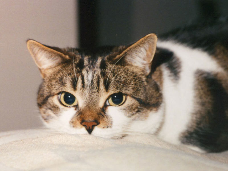 Tabby Cat Lying Down — Brown, Calm, Photograph, Wall