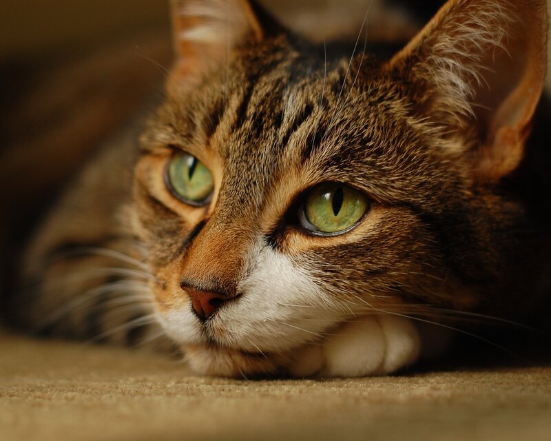 Tabby Cat Lying Down — Brown, Calm, Photograph, Whiskers, Carpet