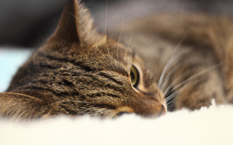 Tabby Cat Lying Down — Brown, Calm, Photograph, Whiskers, Eye