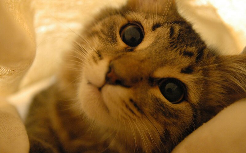 Tabby Cat Lying Down — Brown, Calm, Photograph, Whiskers, Eyes, Blanket