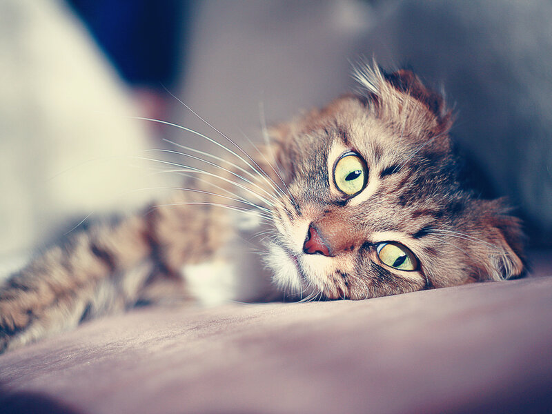 Tabby Cat Lying Down — Brown, Calm, Photograph, Whiskers, Eyes, Couch