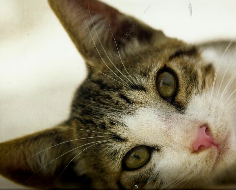 Tabby Cat Lying Down — Brown, Calm, Photograph, Whiskers, Eyes, Nose