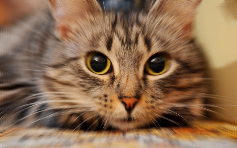Tabby Cat Lying Down — Brown, Calm, Photograph, Whiskers, Eyes