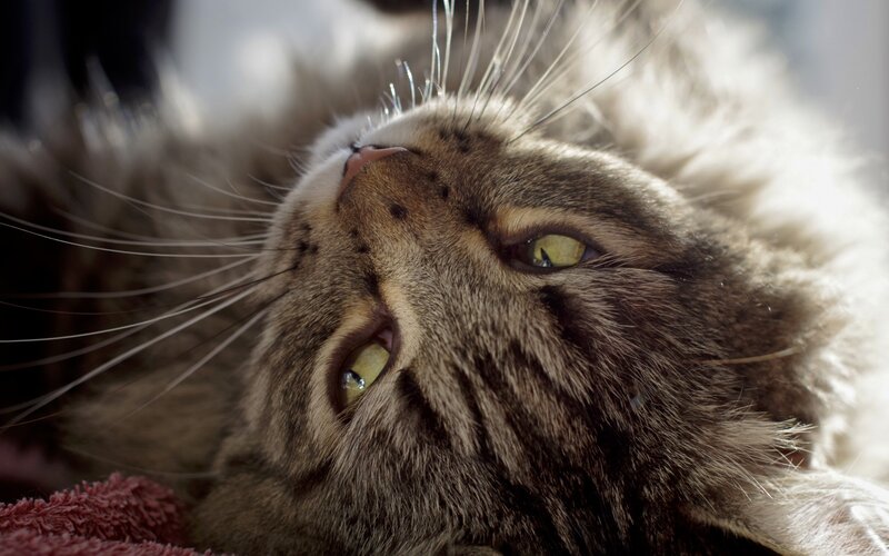 Tabby Cat Lying Down — Brown, Calm, Photograph, Whiskers, Eyes, Towel