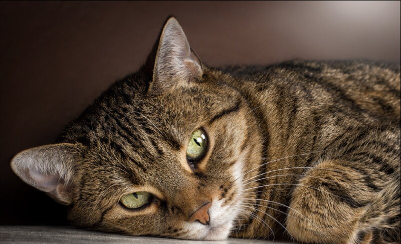 Tabby Cat Lying Down — Brown, Calm, Photograph, Whiskers, Floor