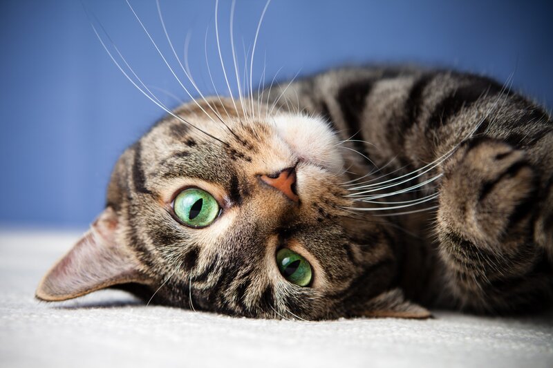 Tabby Cat Lying Down — Brown, Calm, Photograph, Whiskers, Green Eyes, Blue Background