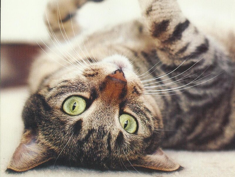 Tabby Cat Lying Down — Brown, Calm, Photograph, Whiskers, Green Eyes, Floor