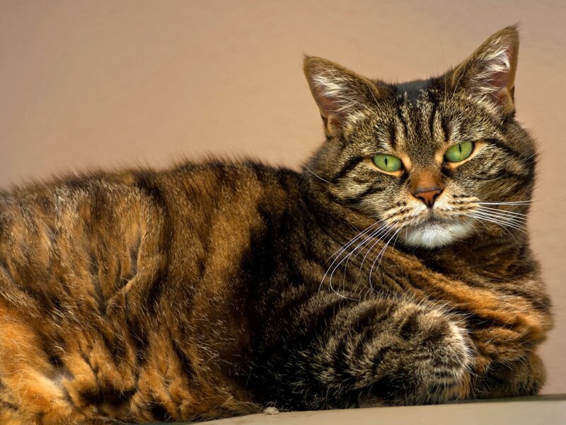 Tabby Cat Lying Down — Brown, Calm, Photograph, Whiskers, Green Eyes