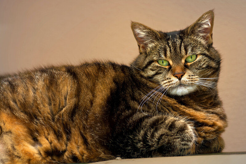 Tabby Cat Lying Down — Brown, Calm, Photograph, Whiskers, Green Eyes, Wall
