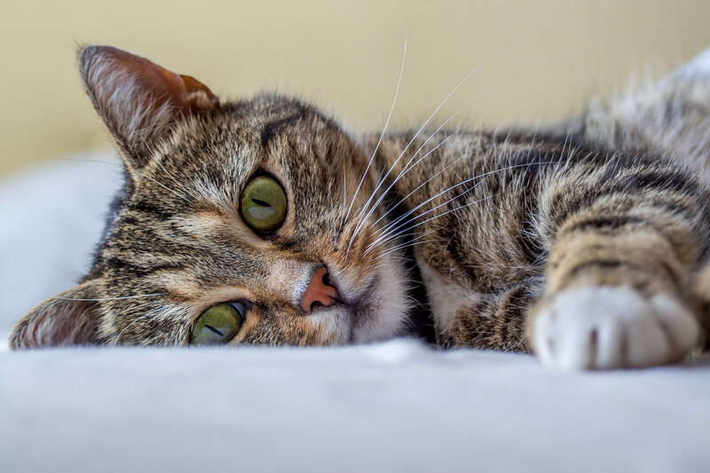 Tabby Cat Lying Down — Brown, Calm, Photograph, Whiskers, Paw