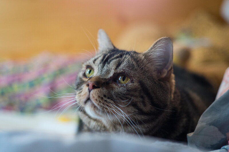 Tabby Cat Lying Down — Brown, Calm, Photograph, Whiskers, Pillow