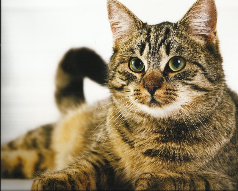 Tabby Cat Lying Down — Brown, Calm, Photograph, Whiskers, Tail