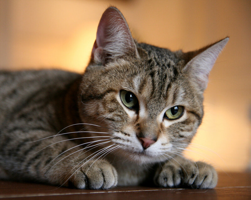 Tabby Cat Lying Down — Brown, Calm, Photograph, Whiskers