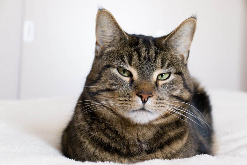 Tabby Cat Lying Down — Brown, Calm, Photograph, Whiskers, White Blanket