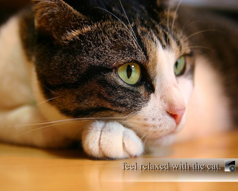 Tabby Cat Lying Down — Brown, Calm, Photograph, Whiskers, Wooden Surface, Text