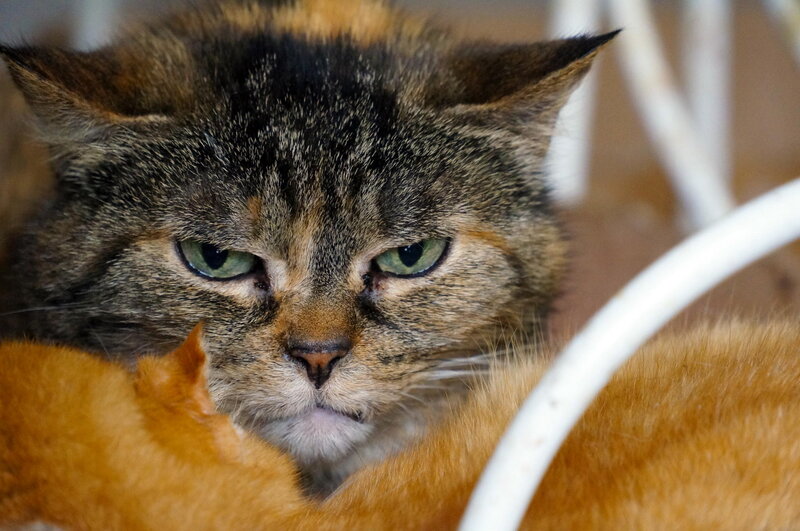 Tabby Cat Lying Down — Brown, Calm, Photograph, White Object