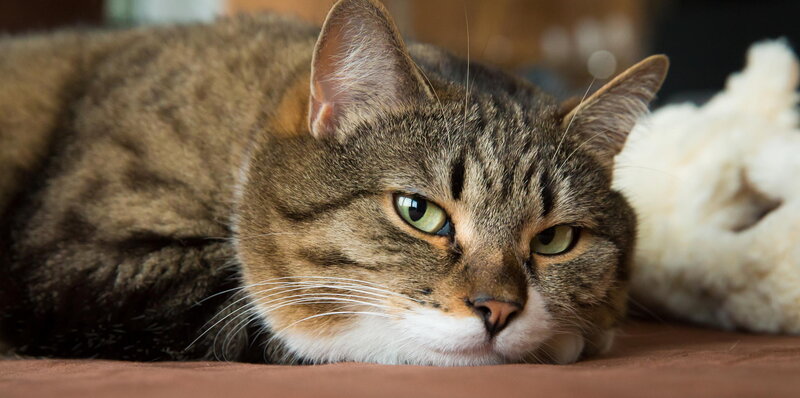 Tabby Cat Lying Down — Brown, Calm, Photograph, White Paw
