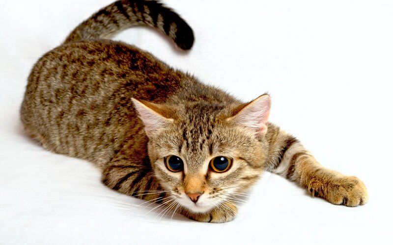 Tabby Cat Lying Down — Brown, Calm, Photograph, White Surface, Tail