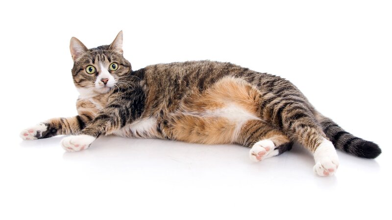Tabby Cat Lying Down — Brown, Calm, Photograph, White Surface