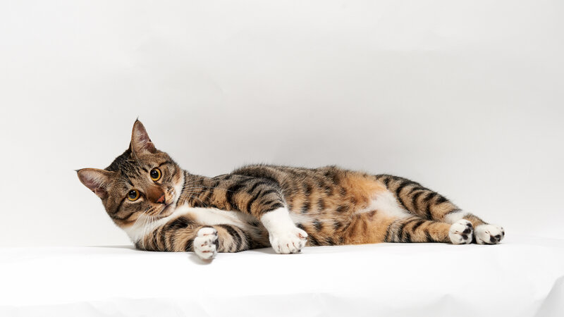 Tabby Cat Lying Down — Brown, Calm, Photograph, White Surface, White Background