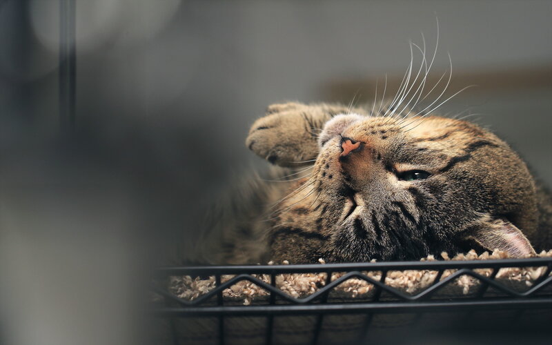 Tabby Cat Lying Down — Brown, Calm, Photograph, Wire Basket, Carpet