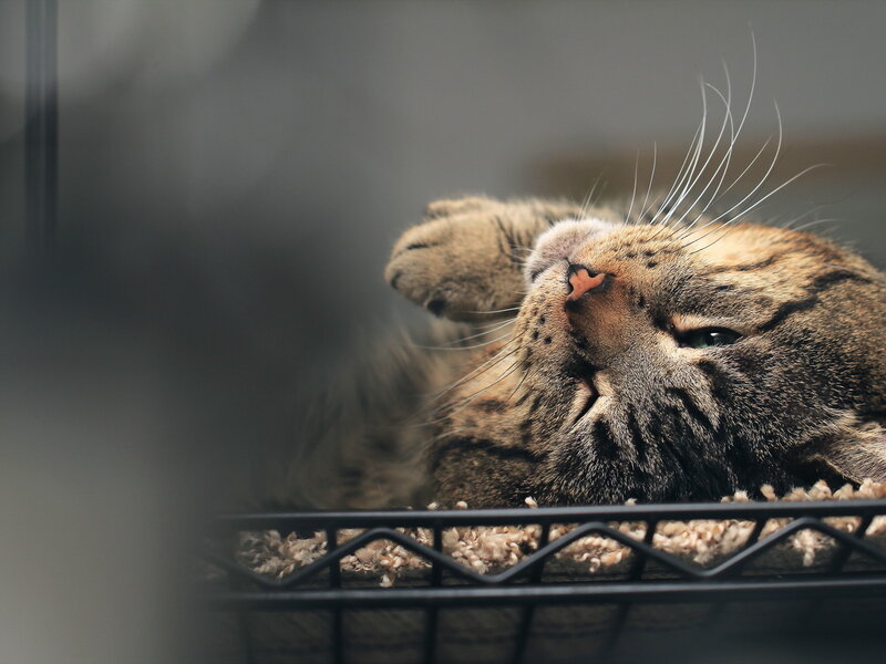 Tabby Cat Lying Down — Brown, Calm, Photograph, Wire Basket