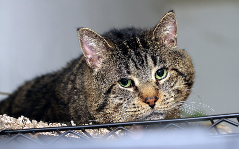 Tabby Cat Lying Down — Brown, Calm, Photograph, Wire Rack