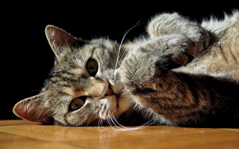 Tabby Cat Lying Down — Brown, Calm, Photograph, Wooden Surface