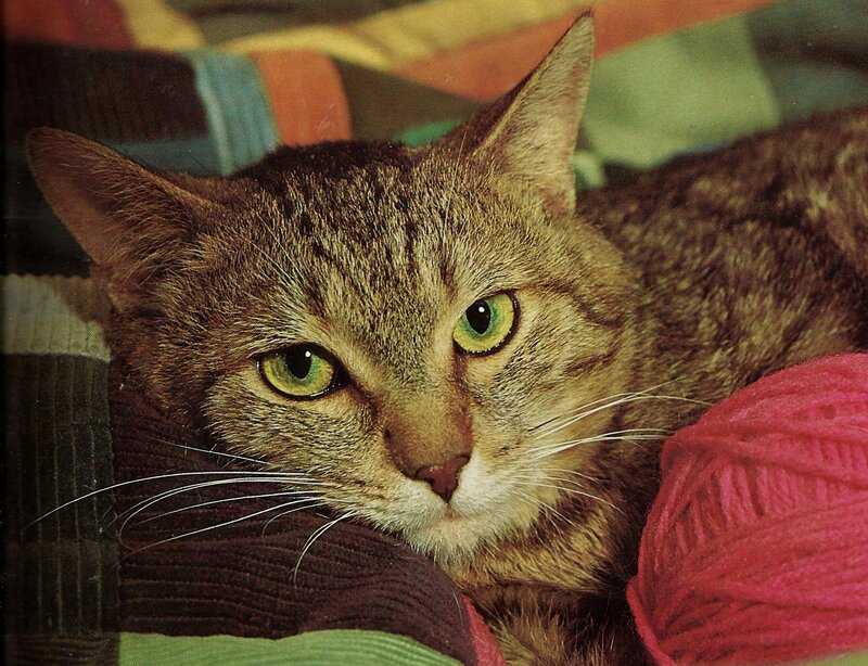 Tabby Cat Lying Down — Brown, Calm, Photograph, Yarn Ball