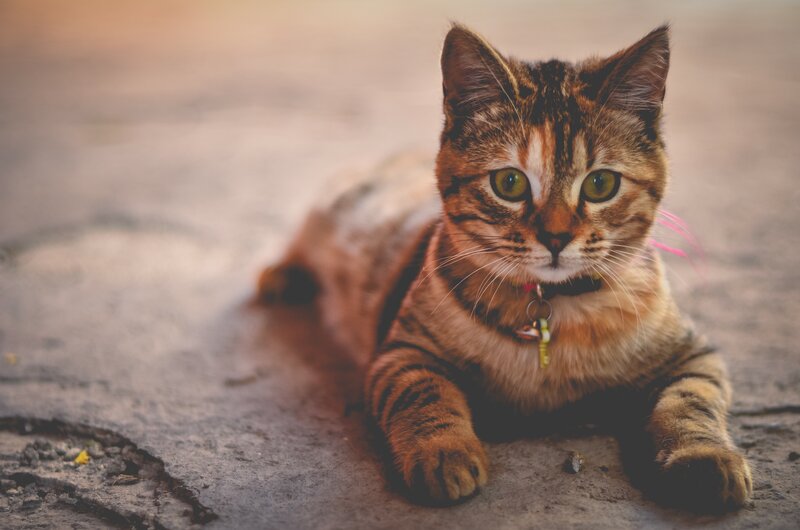 Tabby Cat Lying Down — Brown, Calm, Sunset, Photograph, Collar