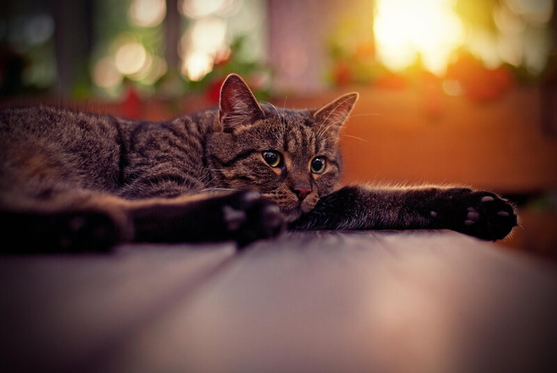 Tabby Cat Lying Down — Brown, Calm, Sunset, Photograph, Paws