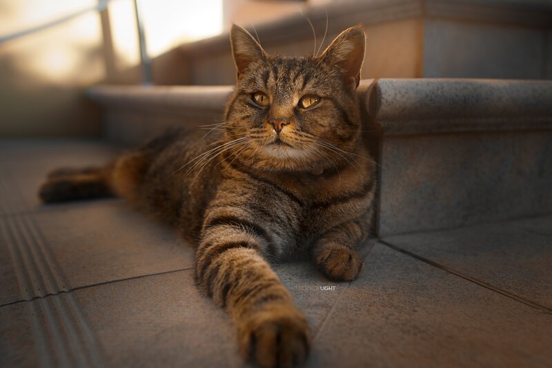Tabby Cat Lying Down — Brown, Calm, Sunset, Photograph, Stairs