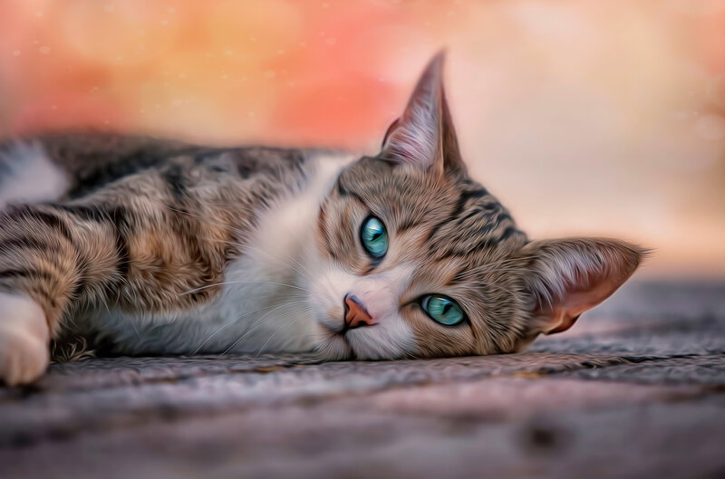 Tabby Cat Lying Down — Brown, Calm, Sunset