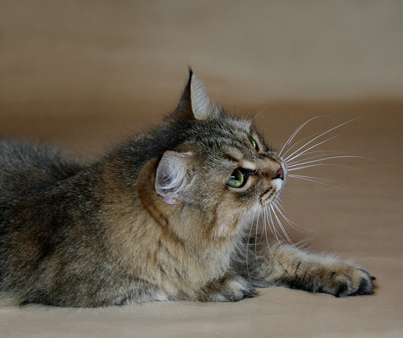 Tabby Cat Lying Down — Brown, Calm