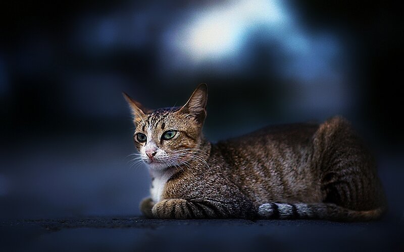 Tabby Cat Lying Down — Brown, Dramatic, Night