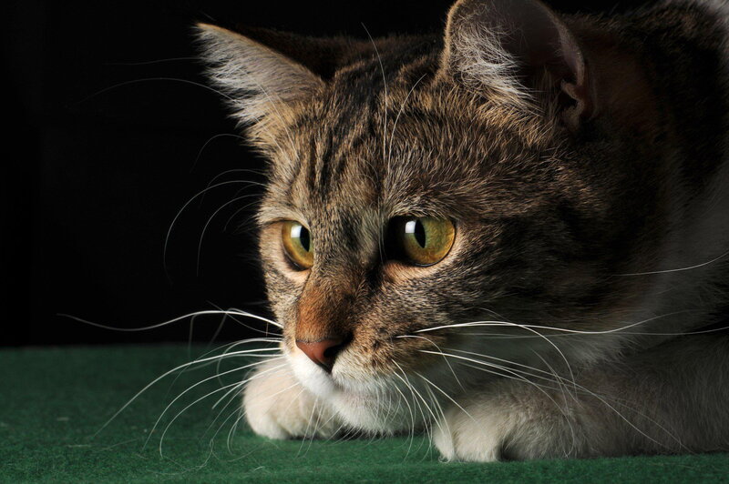 Tabby Cat Lying Down — Brown, Dramatic