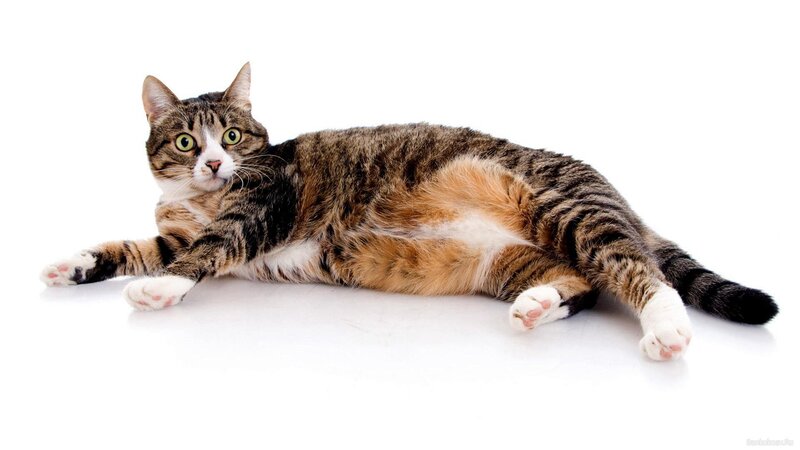Tabby Cat Lying Down — Brown, Neutral