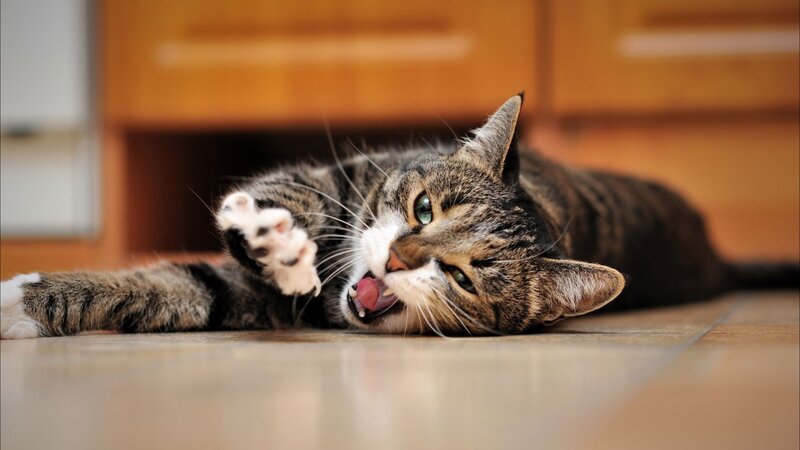 Tabby Cat Lying Down — Brown, Playful, Photograph, Floor, Cabinet