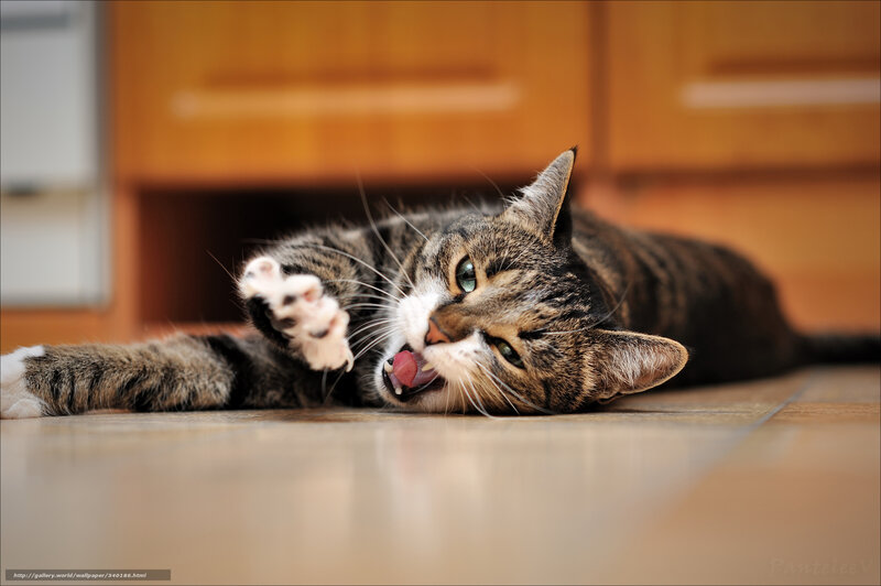 Tabby Cat Lying Down — Brown, Playful, Photograph, Floor