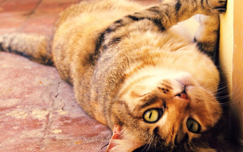 Tabby Cat Lying Down — Brown, Relaxed, Afternoon, Photograph, Brick Floor, Wall