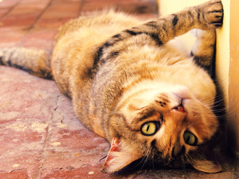 Tabby Cat Lying Down — Brown, Relaxed, Afternoon, Photograph, Brick Floor, Wall, Yellow, Green