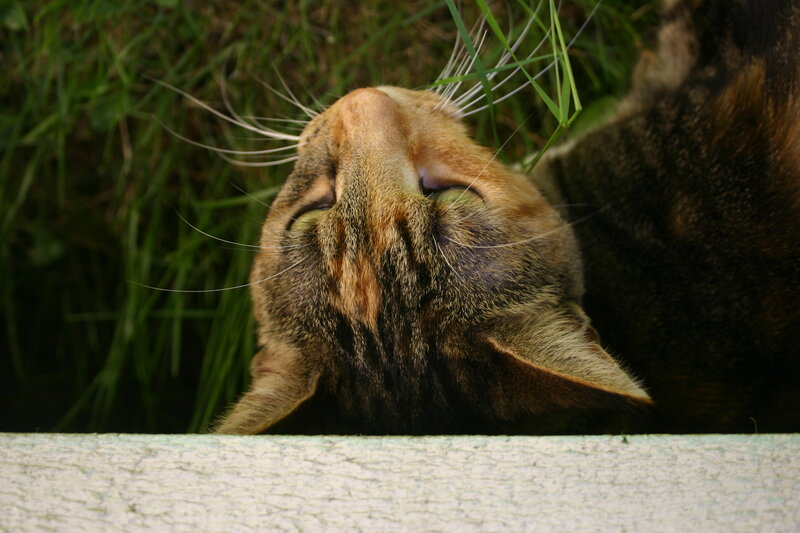 Tabby Cat Lying Down — Brown, Relaxed, Afternoon, Photograph, Grass
