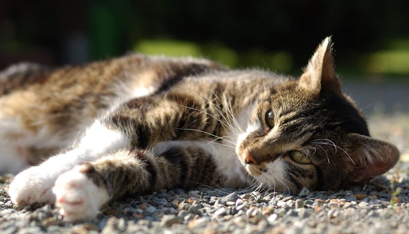 Tabby Cat Lying Down — Brown, Relaxed, Afternoon, Photograph, Gravel