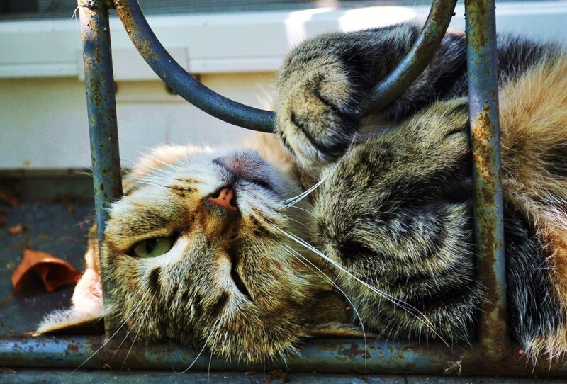 Tabby Cat Lying Down — Brown, Relaxed, Afternoon, Photograph, Metal Bars