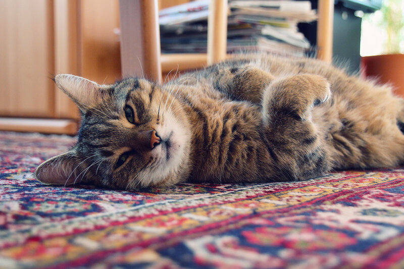 Tabby Cat Lying Down — Brown, Relaxed, Afternoon, Photograph, Rug
