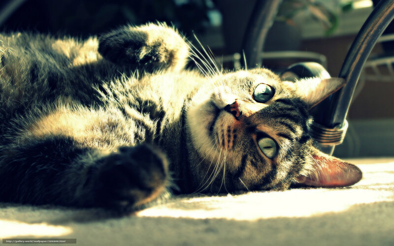Tabby Cat Lying Down — Brown, Relaxed, Afternoon, Photograph, Sunlight, Carpet