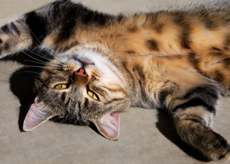 Tabby Cat Lying Down — Brown, Relaxed, Afternoon, Photograph, Sunlight, Ground
