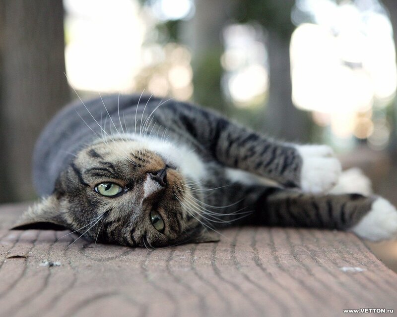 Tabby Cat Lying Down — Brown, Relaxed, Afternoon, Photograph